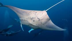 Gan Island Dive Centre - Maldives. Manta rays.